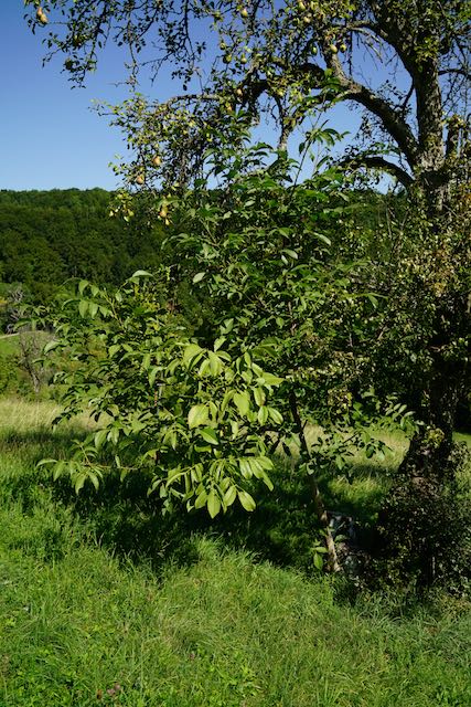 Birn- und Nussbaum